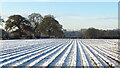 Furrows in snowy field east of Smith