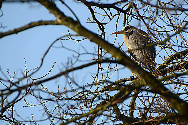 Heron perched in a tree, Cranny