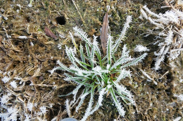 Frost on grass, Conningbrook Lakes Country Park, Ashford