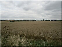 TL2074 : Wheat field off Low Road by Jonathan Thacker