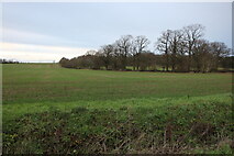 TL2665 : Field by Barnfield Lane, Papworth St Agnes by David Howard