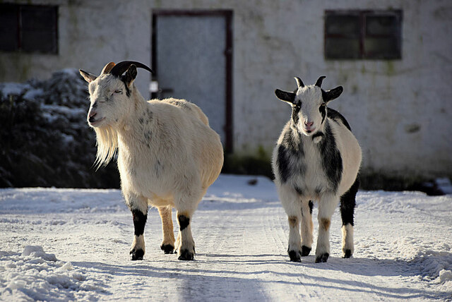 American Pigmy goats, Dunmullan