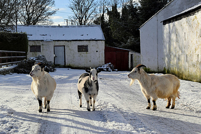Goats along Tattynagole Road, Dunmullan