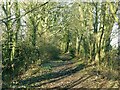 Bridleway near Lambley House