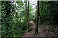 The Maelor Way at Pentre Wood