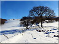 Llwybr ceffyl ger Pentwyn / A bridleway near Pentwyn