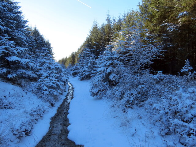 Llwybr o fewn planhigfa gonifferaidd / A path within a conifer plantation