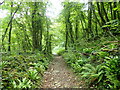 The Coast Path passing through Leason Wood