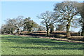 Trees along Trinity Road