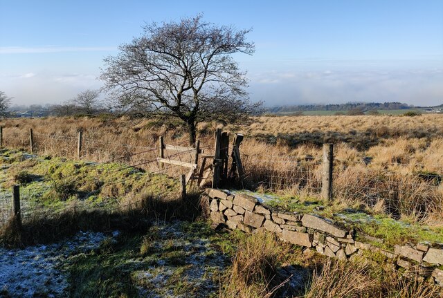 Wall and tree along Dhustone Lane © Mat Fascione cc-by-sa/2.0 ...