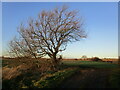 Tree by a footpath to Bradmore