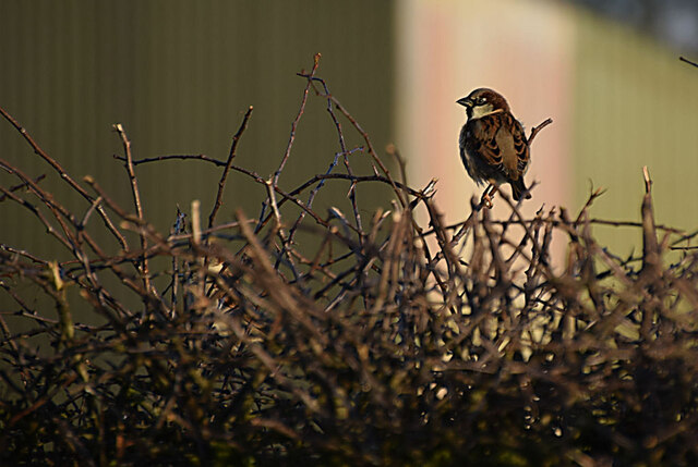 Sparrow in a hedge, Beragh