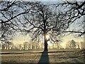 Winter tree on a cold & frosty morning