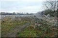 Frozen brambles on Monk Stray