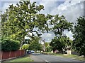 Oak trees on Peppard Road, Emmer Green