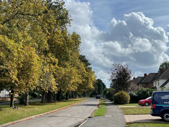 Trees lining Peppard Road, Emmer Green