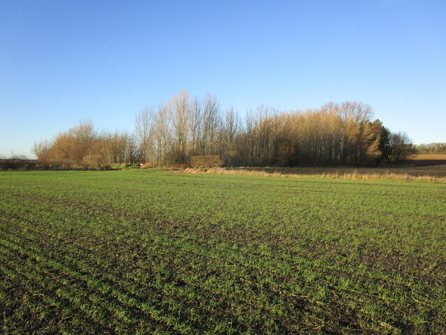 Plantation on Bradmore Moor