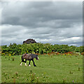 Horse grazing near Hixon in Staffordshire