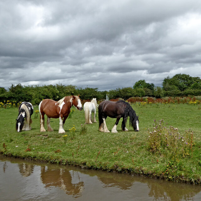 Horses by the canal near Hixon in Staffordshire
