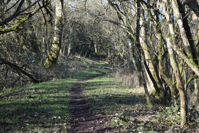 Path through the woods on Morestead Down