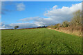 Pasture, St Columb Major