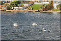 Mute Swans on Widewater