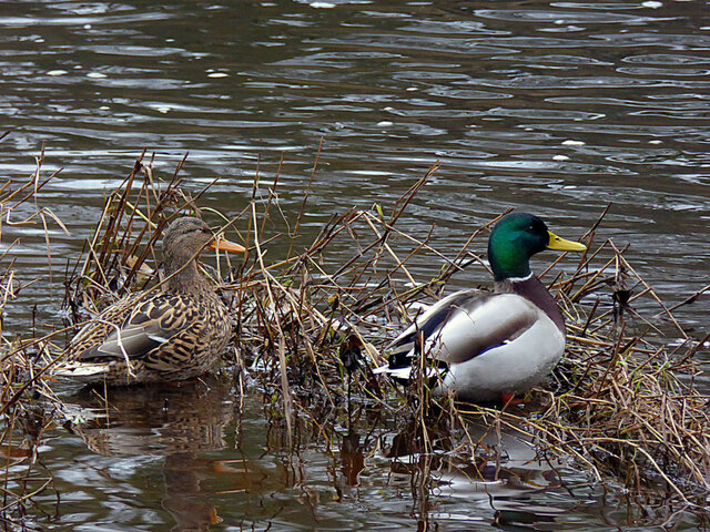 Pair of ducks, Mullaghmore