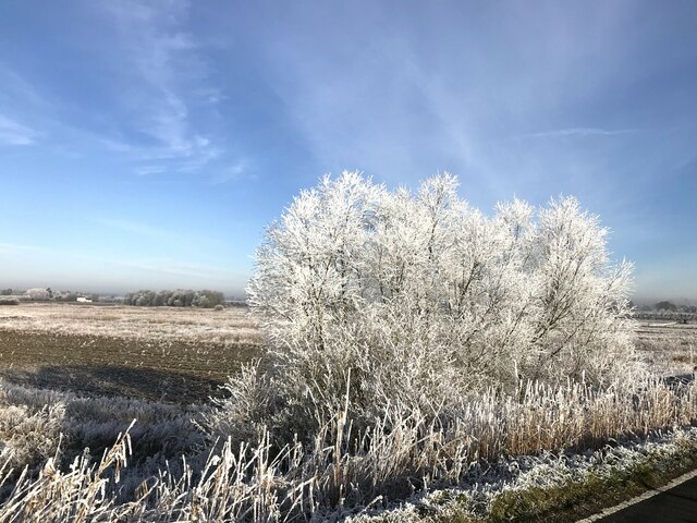 Frosted tree on the Nene Way