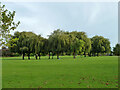 Trees, Cleveland Park, Ealing