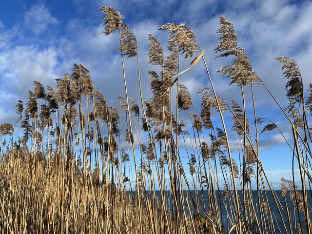 Tall Coastal Grasses above Coldingham Bay