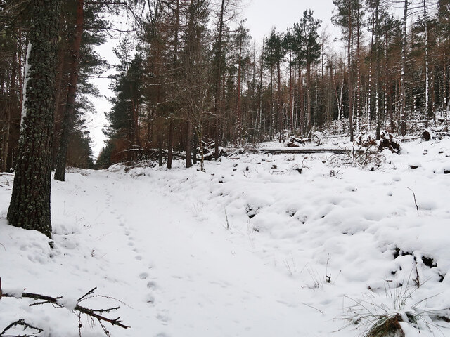 Snowy forest track near Inverey