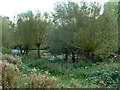 Looking from Capital Ring path to River Brent