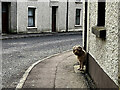 The dog in the street, Newtownstewart