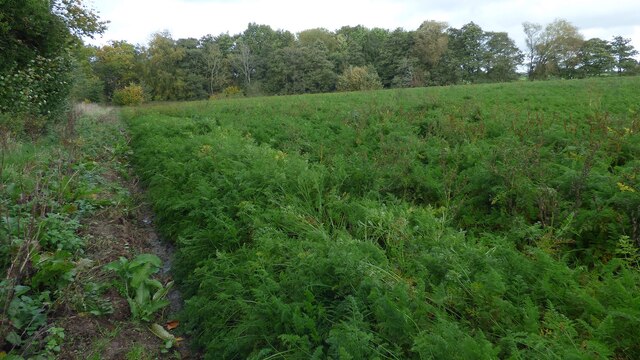 A field full of carrots at Sowbath