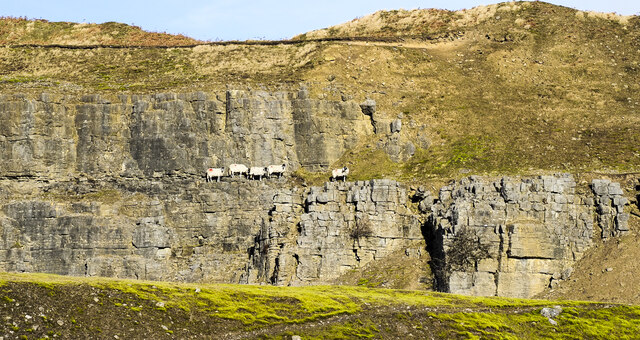 Line of sheep on quarry ledge