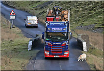 NT1814 : Dodging a sheep on the A708 by Walter Baxter