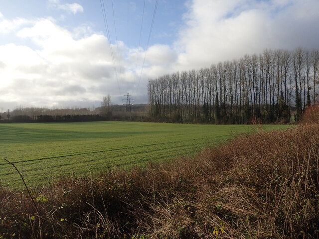 Line of trees seen from New Cut Road