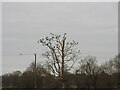 A parliament of rooks