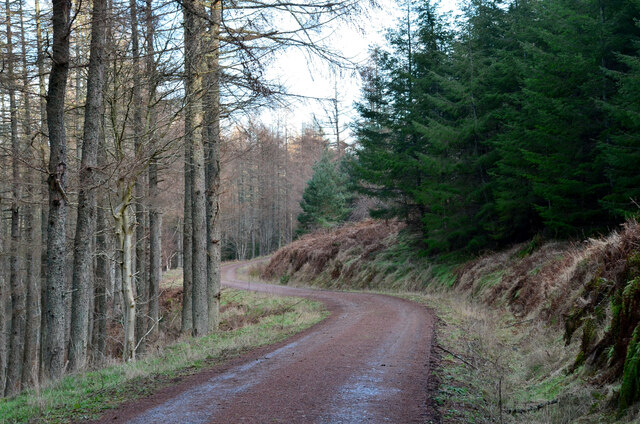 Forest road on Craig Hill