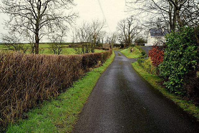Thick hedge along Tullycunny Road
