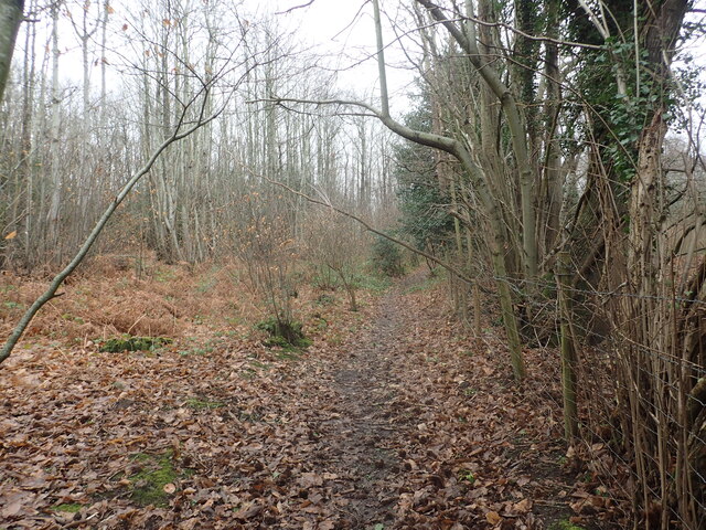 Footpath into Hurst Wood