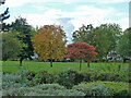 Trees and shrubs, Alexandra Park