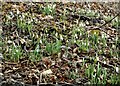 Snowdrops beside the path