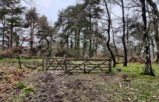 Gate and path in Stanbroughs Wood