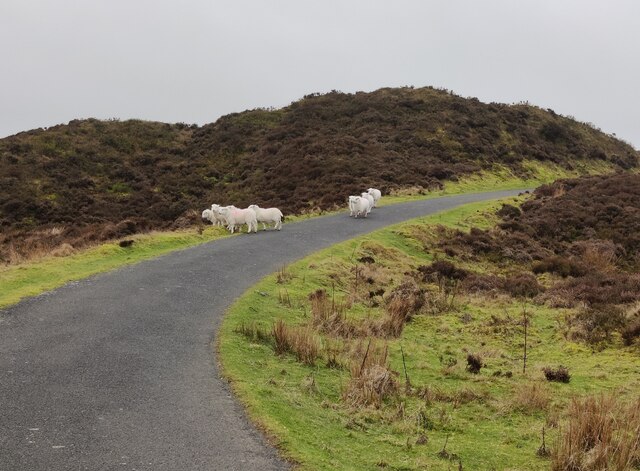 Sheep on the Shropshire Way