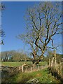 Damaged tree below Intake Farm