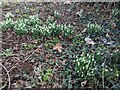 Snowdrops