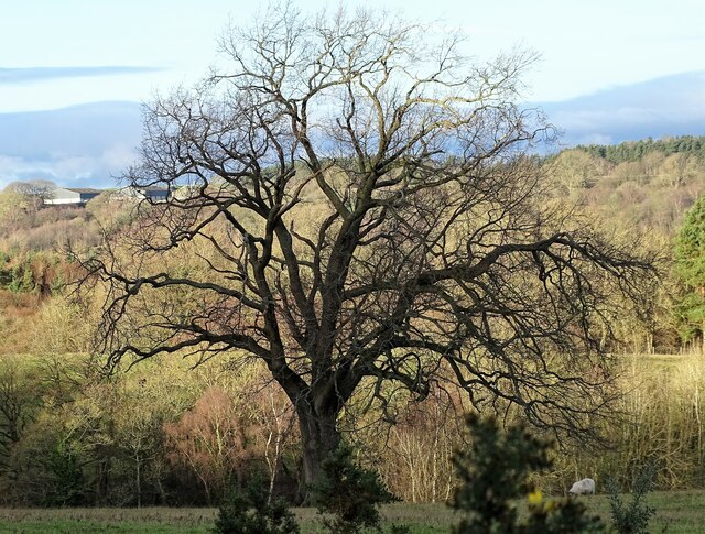 Winter tree at Wharnley Burn