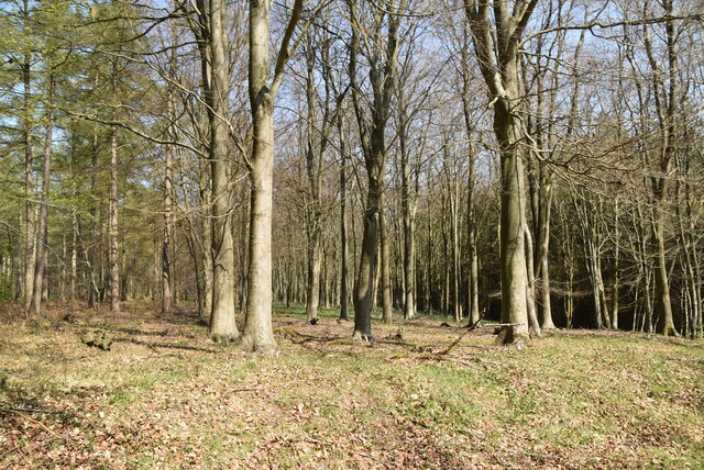 King's Wood © N Chadwick :: Geograph Britain and Ireland