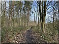 Path through strip of woodland